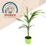 [포리네농장] 아레카야자 관엽식물 키우기 키트 (겨울불가) / 그린스마트 미래학교 : 아인몰