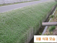 쿠라피아 포트묘 - 잔디 꽃잔디 지피식물 전원주택 가드닝 우리집 앞마당 조경 : 서울 농원
