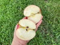 꿀사과 꿀홍로 홍로사과 소백산사과 햇홍로 밤실농장홍로 햇사과 영주사과 : 풍기밤실농장