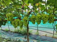 차원이다른 꿀샤인 2키로이상 3수  +렌덤 덤추가발송 : 해인들농장