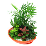 (개업화분)고민NO 모듬화분 공기정화식물 가드닝 미니정원 실내인테리어 집들이 : 코끼리플라워