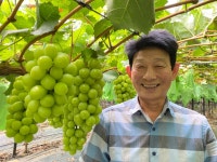 고당도 대부도 샤인머스켓 대부곳간 2kg,3kg,4kg 산지직송18브릭스 에어셀 안전택배 : 위대한가업