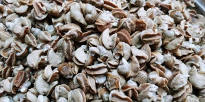 달팽이살코기(냉동) 500g - 달팽이농장 전용상품 : 복동이네달팽이농장