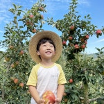 청송 달달농원 부사 시나노골드 선물 가정용 사과 2.5kg : 청송 달달농원