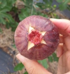 봄봄농원 무화과 홍무화과 청무화과 말랭이 농장직송 GAP : 봄봄 농원