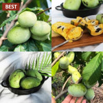 국산 포포나무 열매 1kg 포포 나무 과일 생과 열매향 국내산 토종 망고 효능 : 세이브마스터