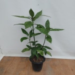 청목 : 뉴그린플랜트