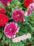 다알리아-중/꽃이 크고 화려하며 색깔도 다양한 다알리아 : 꽃나라엘리스