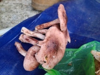 밤버섯 갈버섯 자연산 2kg : 시골촌놈