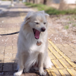 원목 강아지이름표 고양이인식표 나무 대형견 개목걸이 애견 우드펜던트 반려동물용품 : 일거수일투족공방