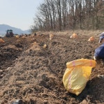 국내산 함평 우슬환(쇠무릎) 140g : 청춘영농조합법인