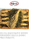 대사이즈 금산 인삼 수삼 선물세트 명절선물 고급선물 750g  : 금산인삼시장센터