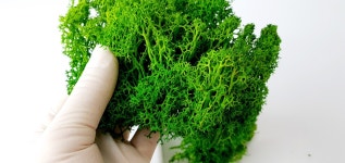 스칸디아모스 액자 (숲속친구들) DIY 특강수업 키트 : 뚱딴지 잡화점