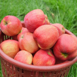 강원도 정선 명품 사과선물세트 5kg(14과내) 선물용 제수용 부사 햇사과 : 싱싱마루