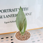 미니 소형 문샤인 산세베리아 키우기 쉬운 식물 개업 축하 승진 화분 선물 식물만 : 식물이좋다