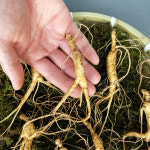 일일산삼 장뇌삼 산양삼 산양산삼 6년근 7뿌리 선물세트 : 일일산삼