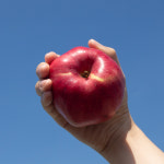 10kg 홍로 추석사과 햇사과 거창사과 고제사과 : 그라운드스토리