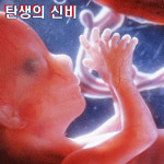 보건교육지원센터 KIM2-305 성교육교재 탄생의신비 임신과정27종판넬 : 의료기상사