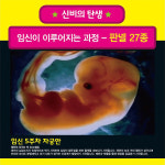 보건교육지원센터 KIM2-305 성교육교재 탄생의신비 임신과정27종판넬 : 의료기상사
