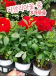 다알리아 중품 3개/꽃이 크고 화려하며 색깔도 다양한 다알리아 : 꽃나라엘리스