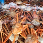 선주직송 울진 홍게 10마리 3kg 고급 붉은대게 박대홍게 후포리 후포항 생물 자숙 홍게 : 골드씨