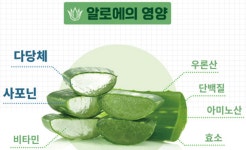 (추석플러스)하이리빙 제주알로에 하영(20gx30포)4+1-젤타입 효소다당체 사포닌 풍부 : 하이리빙통합마트