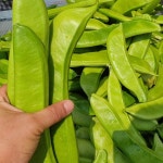 국산 작두콩 말린 건작두콩 깍지 볶은 차 300g 생작두콩3kg : 공주 삼형제농원