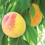 복숭아나무묘목 만생 엘바트 황도접목1년1.3m : 나무키움묘목농원