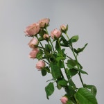 (꽃잔치) 자나장미 한단 생화 캔들공방 생화농장직송 생화택배 : 꽃 잔 치