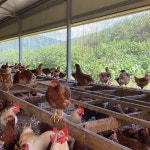 [산청밀웜유정란초란] 해썹 동물복지농장 자연방사 지리산 최상품 30구 : 산청서강농장