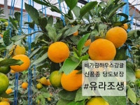 유라조생 비가림하우스 명품감귤 고당도 서귀포 사랑꽃감귤농장 : 사랑꽃감귤농장