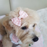 보리의하루 아기 토끼 고양이 베넷케이프 헨드메이드 강아지 고양이 턱받이 도그빕 : 보리의하루
