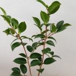 [해피그린 화원]  붉은색 꽃을 피우는 동백 140 : 해피행운 화원