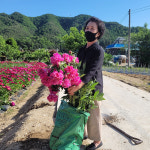 [25년 가을 햇 겹작약] 거풍 작약 3-5촉 숙근 구근 작약꽃 전국 노지월동 : 곰바위 농장