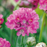 아르메리아(부추꽃) 모닝스타 딥로즈 다년생(꽃씨앗/10립) : 가드너스 박스