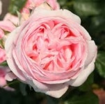 독일장미/보이지(Voyage)/탄타우장미(Tantau Rose)/관목 : 홈즈가든