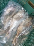 반건조 자연산 제수용 참돔 1마리 : 순천 녹동수산