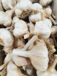 씨마늘/마늘종구/홍산마늘 신품종 1,5kg : 두레농약종묘센터