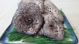 [참자연]자연산 능이버섯(냉동 / 500g) : 참자연영농조합법인