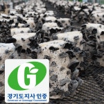 무농약 유기농 탱글탱글 유명산한들농원목이버섯 : 유명산 한들농원