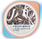 최고급 자연산 통영장어 우창수산 바다장어 당일손질붕장어 : 우창수산