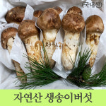자연산 송이버섯/능이버섯(국내산) 청림송이.능 : 청림송이
