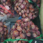 통영 제철 최상급  홍가리비 가리비 구이 찜 3kg 50미 내외 : 시엘리 마켓