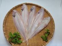 냉풍으로건조한 반건조박대 33cm내외 5마리 군산박대,대천박대 : 선일수산