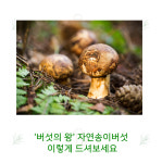 강원도 솔향 강릉 해파랑농부 명품 자연송이버섯 : 해파랑농부