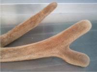 [와룡사슴농장] 국내산 엘크한쪽(45냥 기준)이상 담양에서 직접 기른 사슴 : 와룡사슴농장