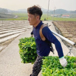 학동농장 국내산 땅끝 해남 절임 절인 배추 20kg : 학동팜