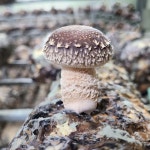 [젊은농부] 송화버섯 1키로 일반형 선물세트 명절 추석 구정 설날 어버이날 : 송화버섯농장