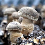 [젊은농부] 송화버섯 1키로 고급형 버섯효능 아이들 고기대신 버섯요리 : 송화버섯농장