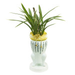 보산조 동양란 동양난 취임 승진 영전 진급 개업 공기정화  전국꽃배달 당일 : 무빙플라워